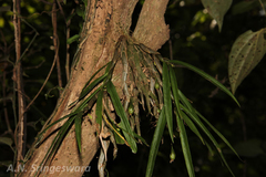 Dendrobium heyneanum